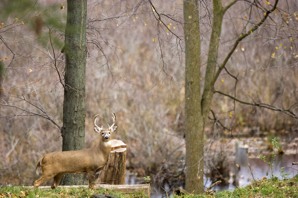 DNR requesting quick change to new mandatory deer harvest reporting rule